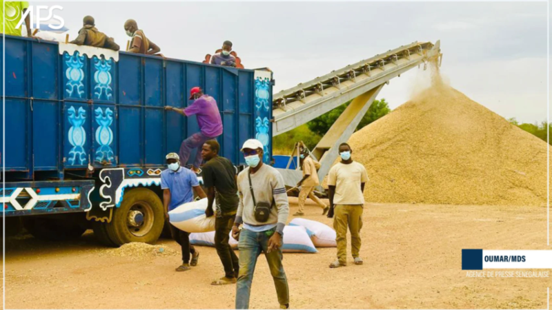Le bassin arachidier se déplace : Ousmane Sonko dévoile le nouveau pôle choisi pour la prochaine usine de trituration