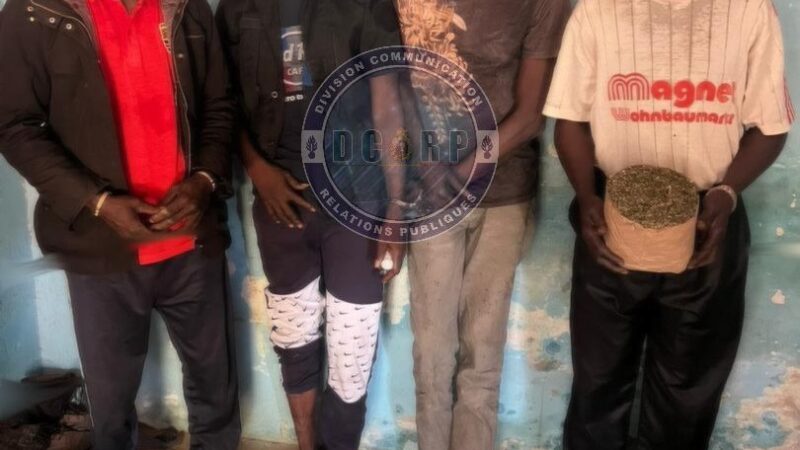 Trafic de drogue à Sédhiou : cinq personnes arrêtées avec 5 kg de chanvre indien