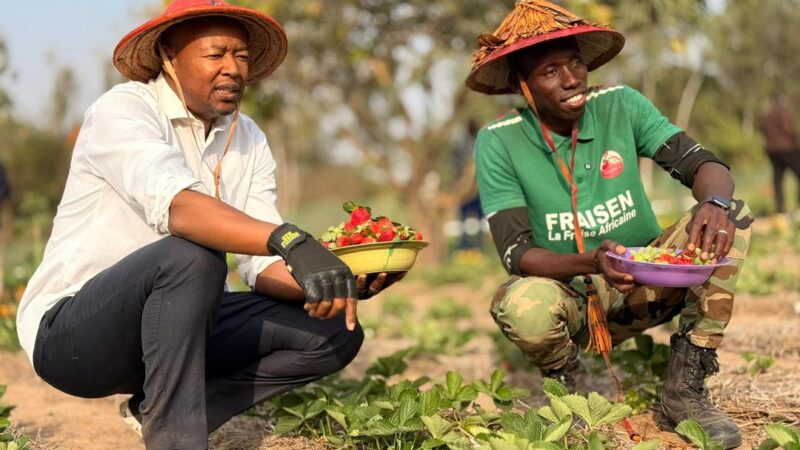 Agriculture et emploi : un modèle sénégalais prend racine à Bayakh