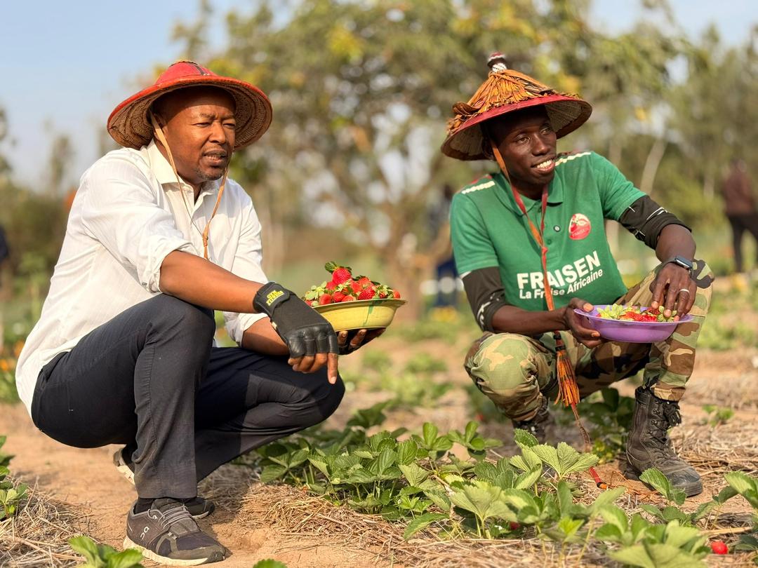 Agriculture et emploi : un modèle sénégalais prend racine à Bayakh