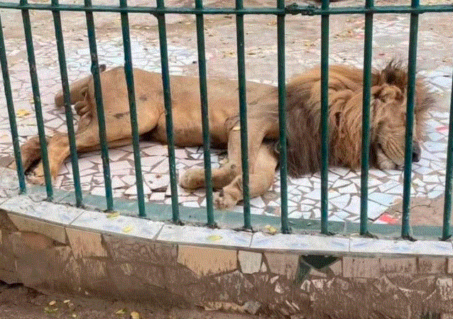 Laurent Bonardi: « Je lance une pétition pour la fermeture temporaire du parc zoologique de Hann »