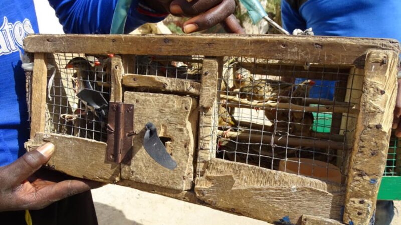 Maltraitance animale : La Police intensifie la lutte contre le commerce illégal d’oiseaux en cage