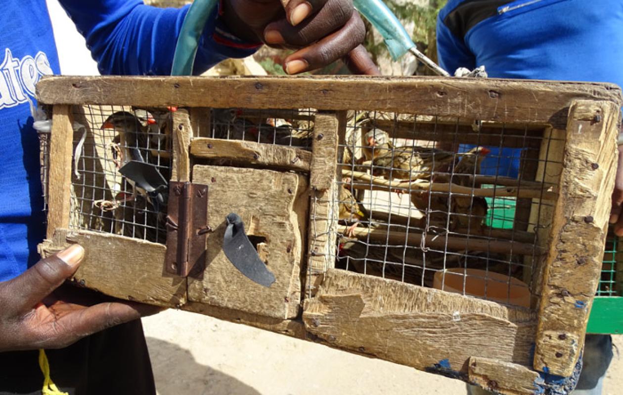 Maltraitance animale : La Police intensifie la lutte contre le commerce illégal d’oiseaux en cage