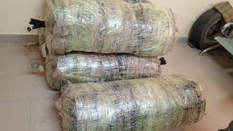 Mbour – Trafic de drogue : Trois suspects arrêtés au village de Ndioukh Fissel après la saisie de 134,4 kg de chanvre indien