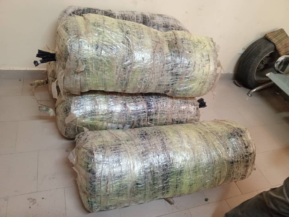 Mbour – Trafic de drogue : Trois suspects arrêtés au village de Ndioukh Fissel après la saisie de 134,4 kg de chanvre indien