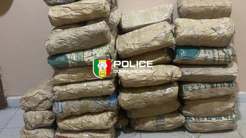 Kaolack : 55 kg de chanvre indien saisis par la Brigade régionale des stupéfiants