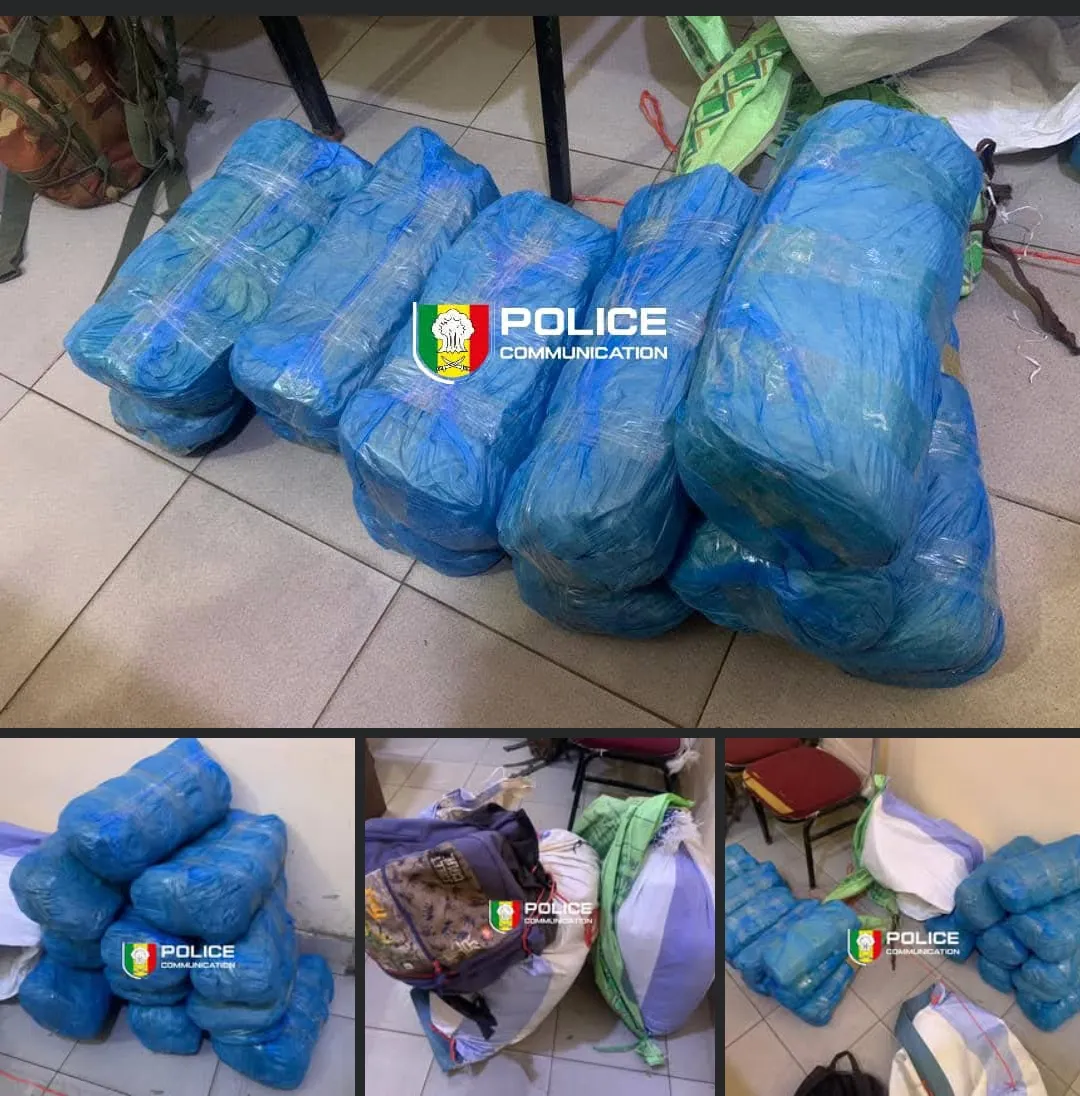 Coup de filet à Fatick : 23 kg de chanvre indien saisis dans la forêt de Pakala