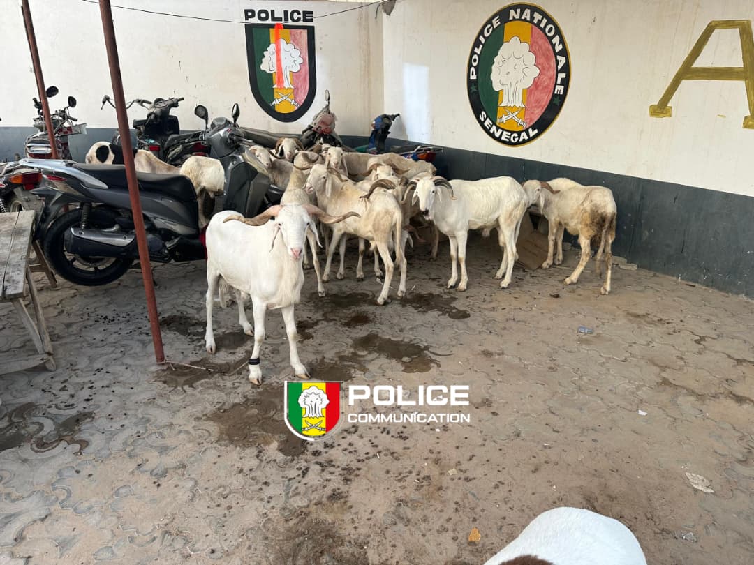 Vol de 15 moutons à Cambérène : l’enquête met au jour le double rôle joué par le suspect