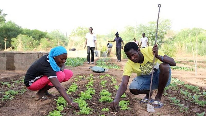 Transition agroécologique : le pôle expérimental de la Petite Côte cible le frein majeur à son déploiement