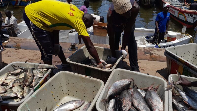 Exploitation des thonidés de l’océan Atlantique : l’ICCAT lève l’identification du Sénégal après des réformes dans le secteur
