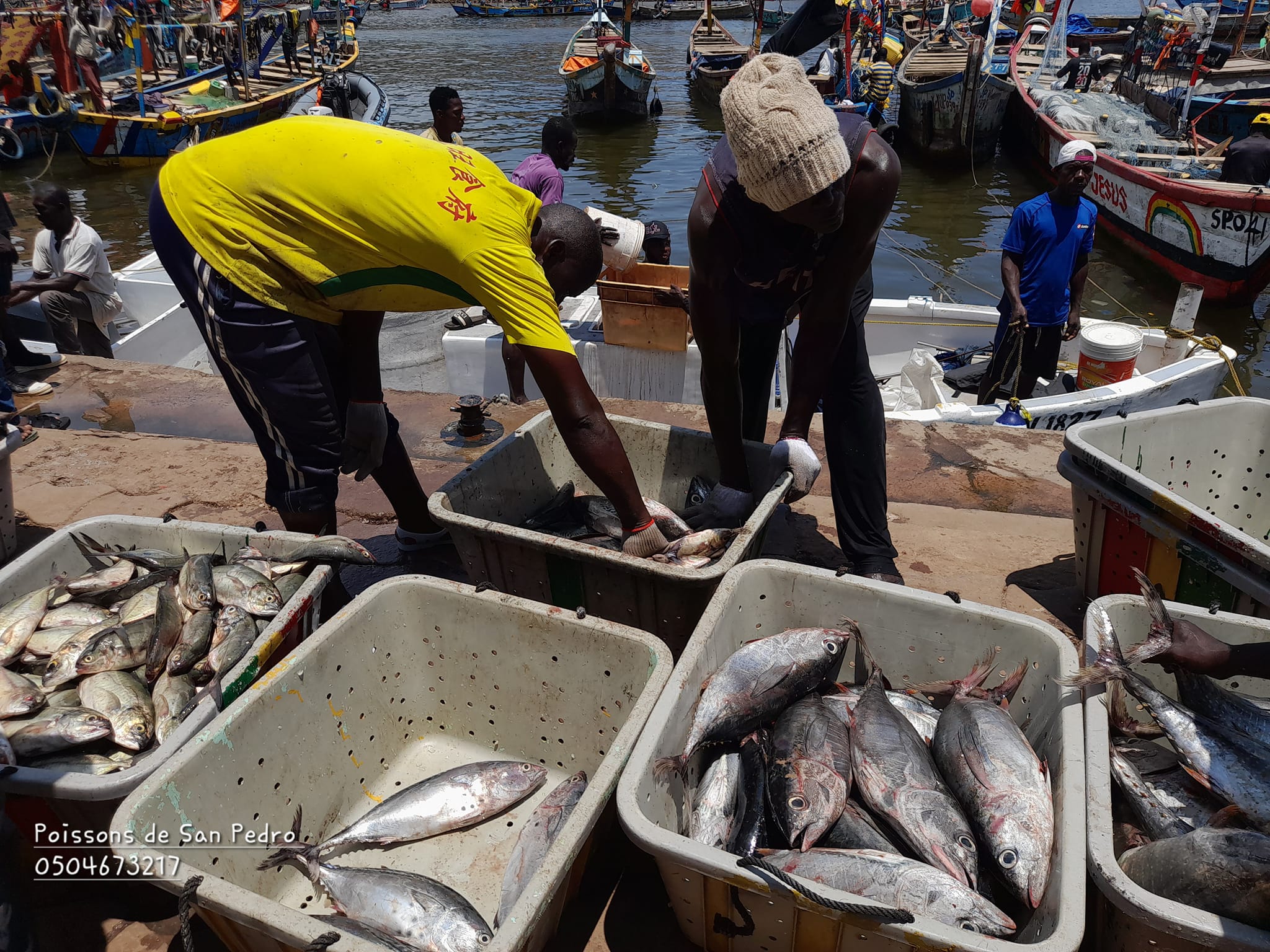 Exploitation des thonidés de l’océan Atlantique : l’ICCAT lève l’identification du Sénégal après des réformes dans le secteur