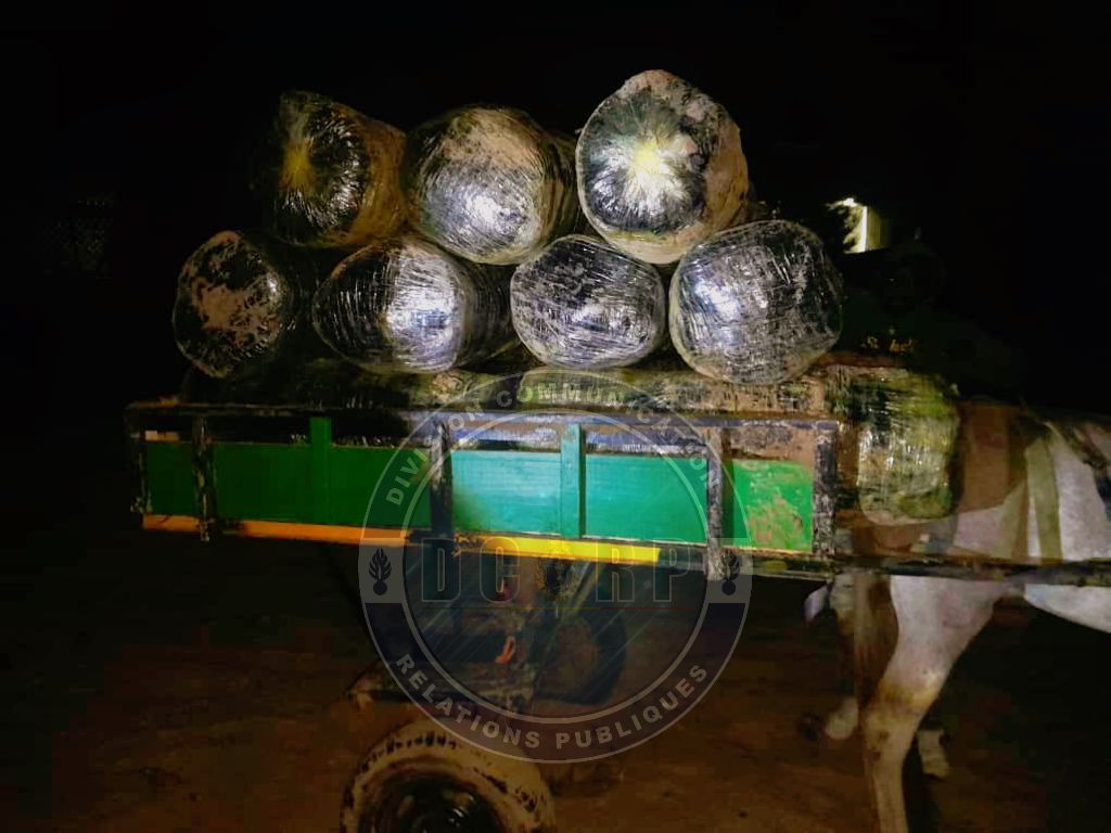 Trafic de drogue sur la Petite-Côte: 600 kg de chanvre indien interceptés à Warang