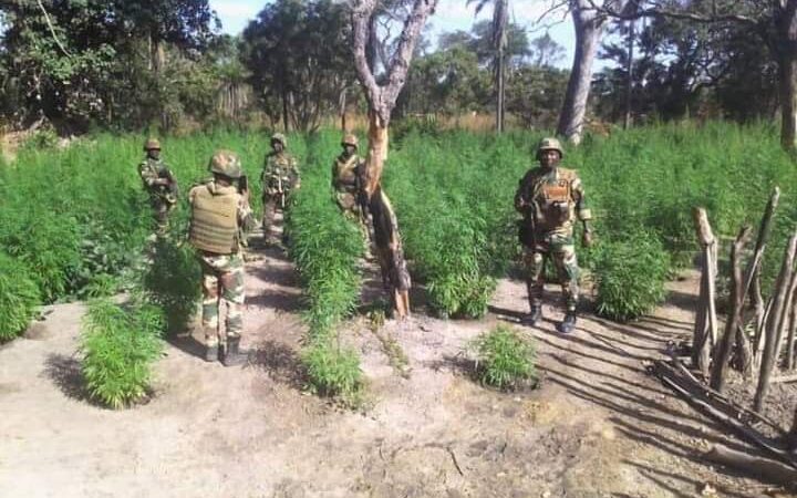 Casamance : trois soldats tués dans une explosion en pleine opération antidrogue au nord Sindian