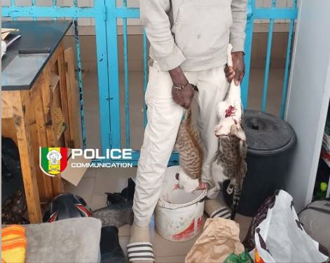 Surpris en train d&rsquo;égorger un chat, comment le vendeur de brochette est tombé à la corniche de Dakar