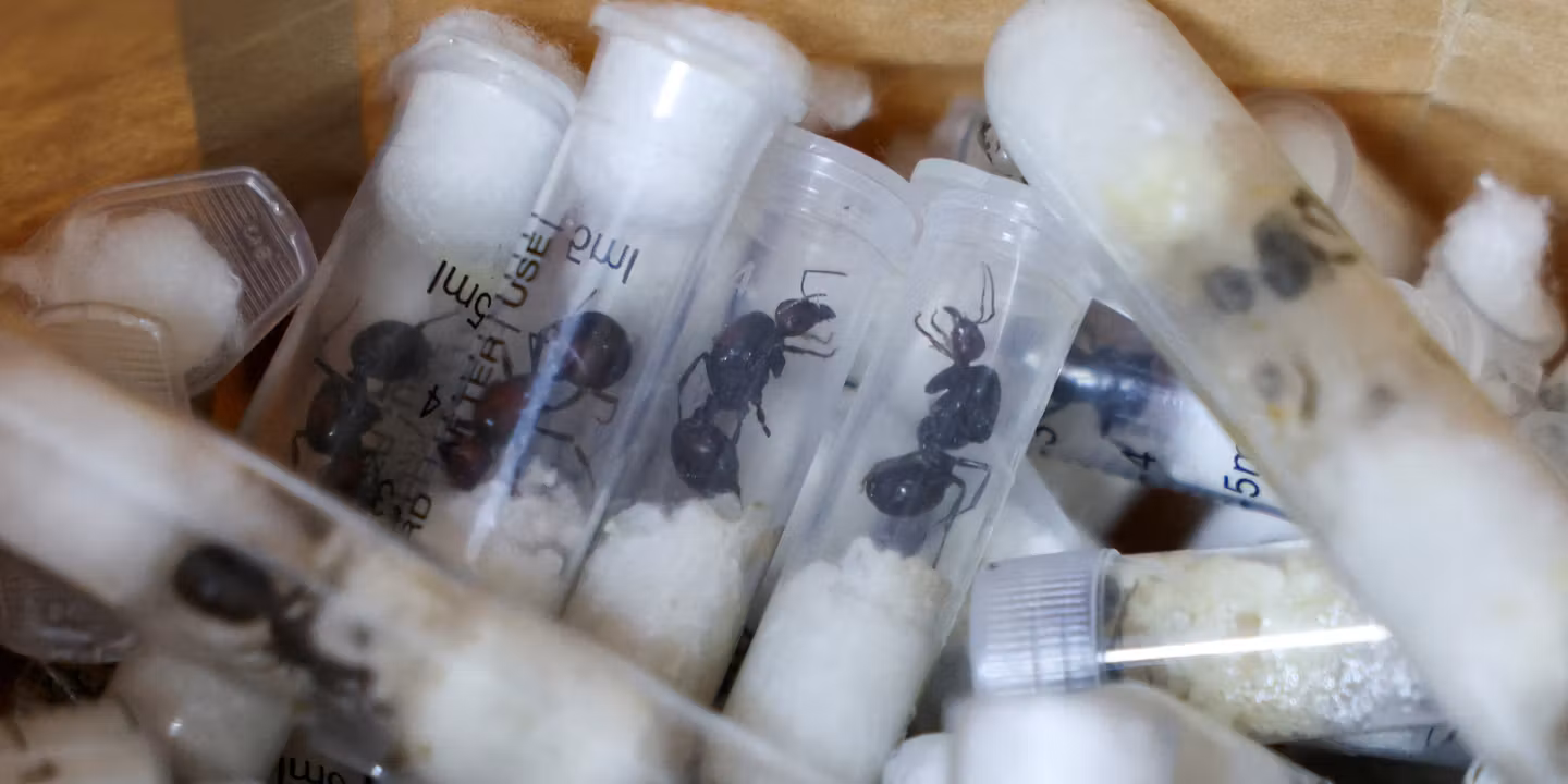 Kenya : deux personnes inculpées à Nairobi pour trafic présumé de fourmis