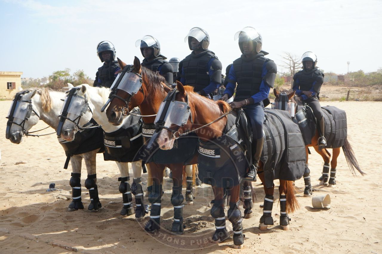 Maintien de l’ordre : la gendarmerie sénégalaise formée à l’usage des chevaux…