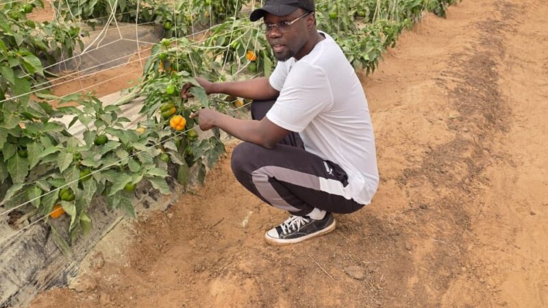 La Matinale Senego : Sonko aux champs, Me Moussa Diop recadre, Thierno Alassane Sall attaque