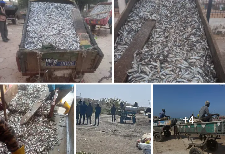 Lutte contre la pêche illégale : Fatou Diouf annonce des saisies majeures et durcit le ton