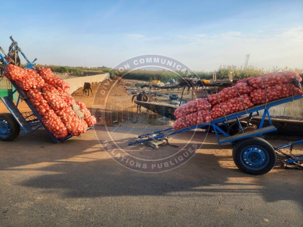 Trafic agricole à Rosso : 365 sacs d'oignons saisis, 11 individus interpellés
