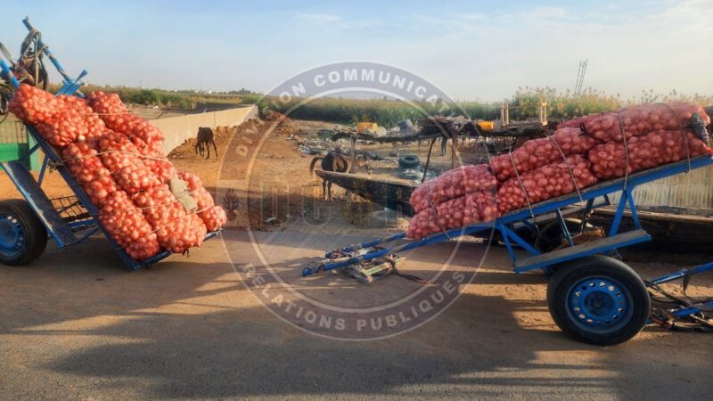 Trafic agricole à Rosso : 365 sacs d’oignons saisis, 11 individus interpellés