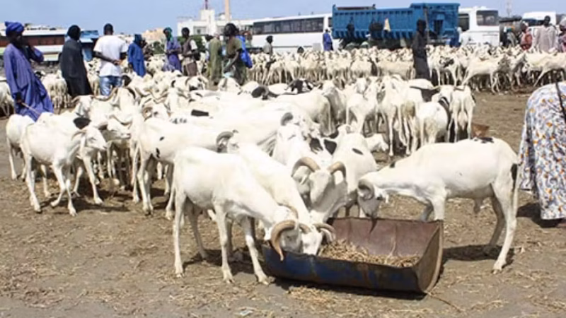 Tabaski 2026 : Ousmane Sonko fixe l&rsquo;objectif national et dicte une série d&rsquo;allègements aux frontières