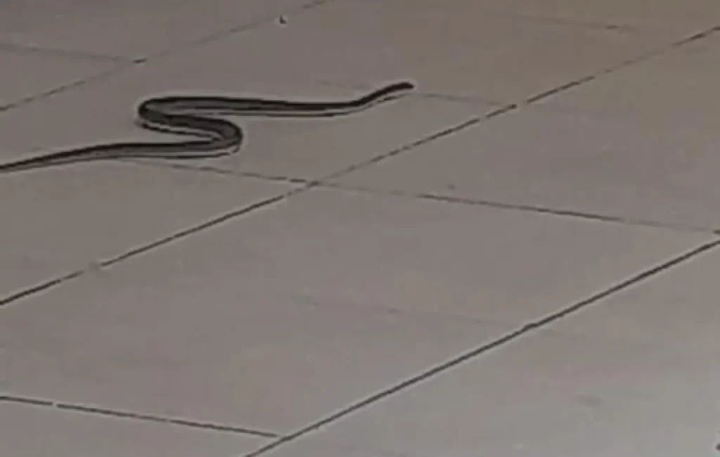 Le bilan de l’intervention des agents ASP contre les serpents au Tribunal de Pikine