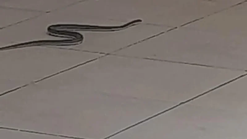 Le bilan de l&rsquo;intervention des agents ASP contre les serpents au Tribunal de Pikine