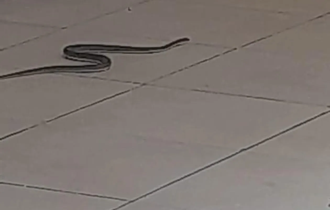 Le bilan de l’intervention des agents ASP contre les serpents au Tribunal de Pikine