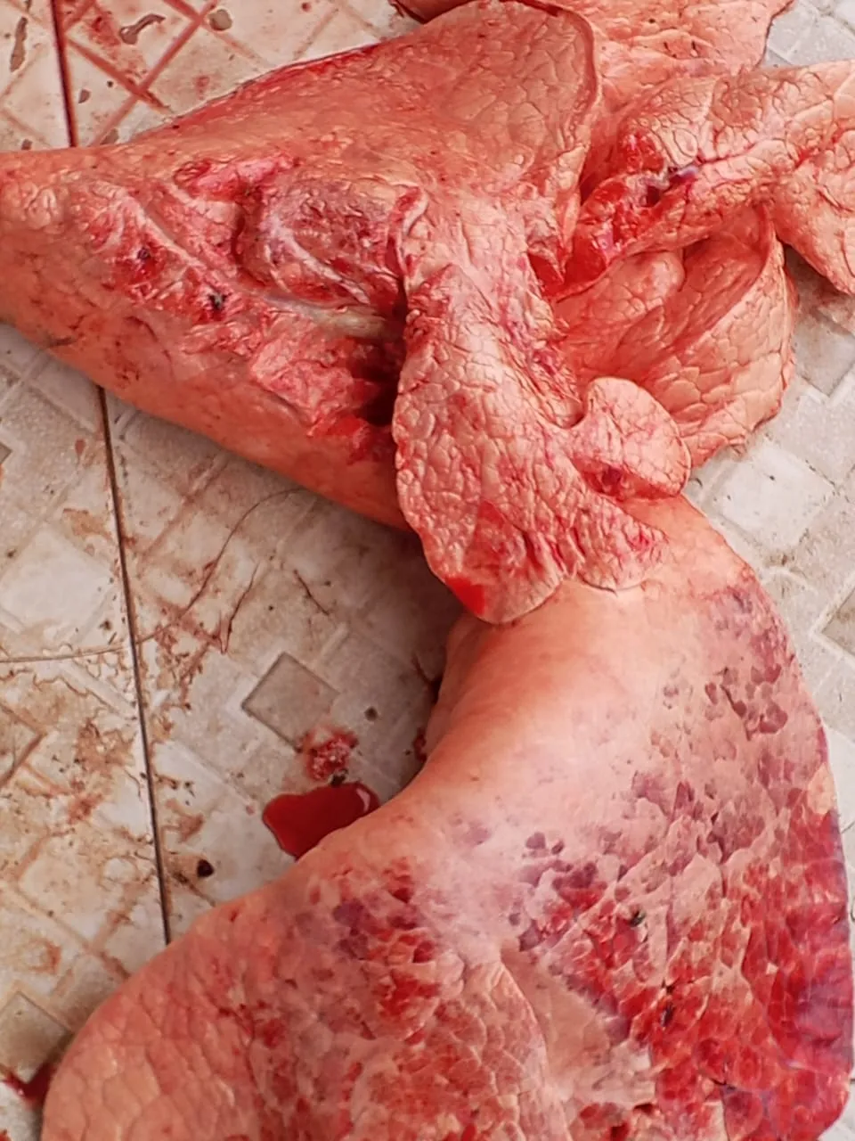 Viande incinérée à Kaffrine, les deux maladies graves détectées sur la carcasse