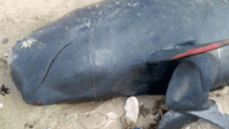 Découverte d&rsquo;une baleine morte face au tribunal de Guédiawaye, la taille du cétacé enfoui par la SONAGED