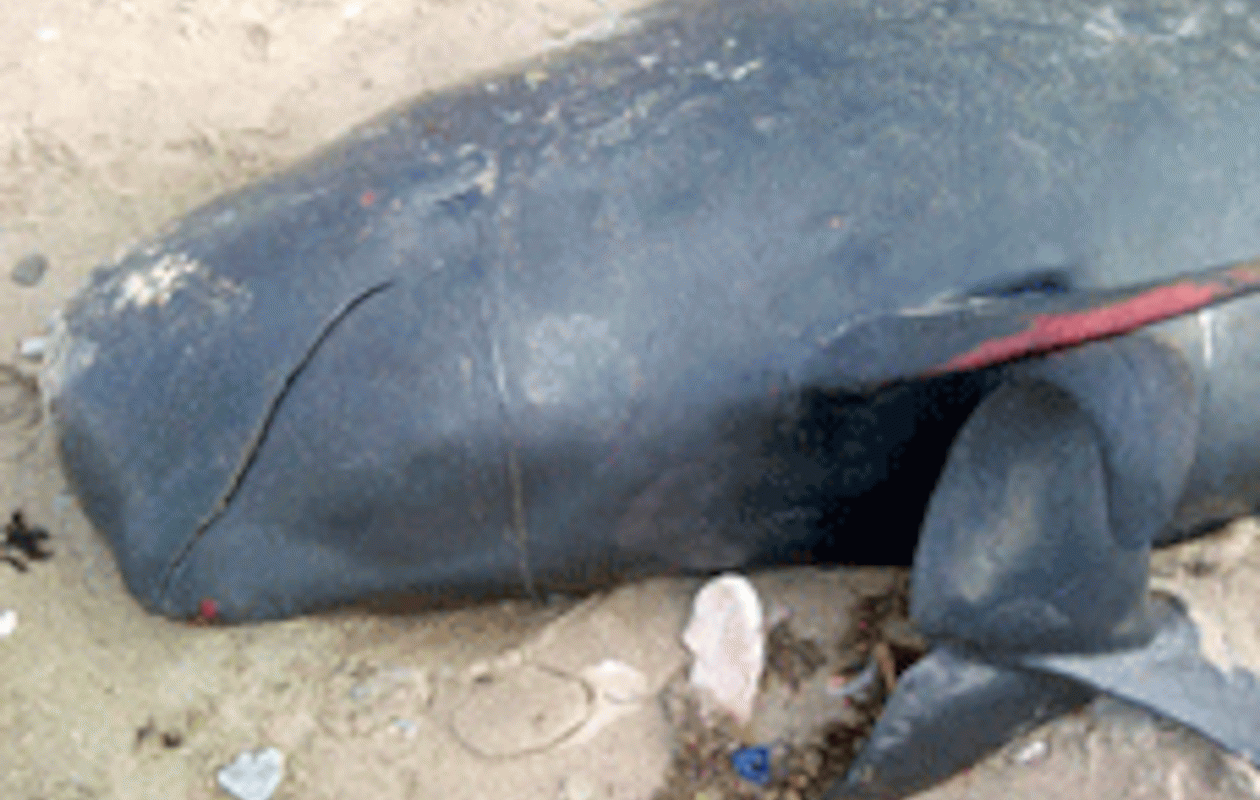 Découverte d&rsquo;une baleine morte face au tribunal de Guédiawaye, la taille du cétacé enfoui par la SONAGED