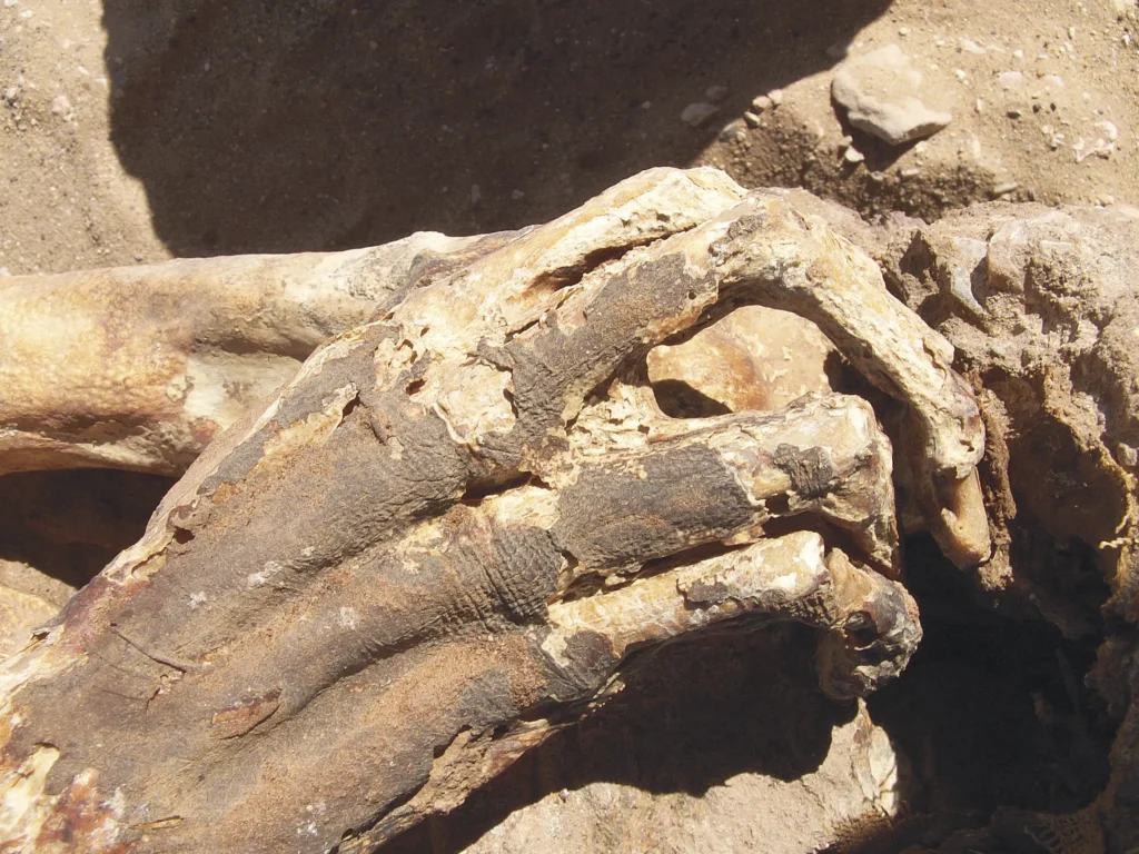 Médina : des restes de nouveau-né retrouvés et le lieu exact de la découverte