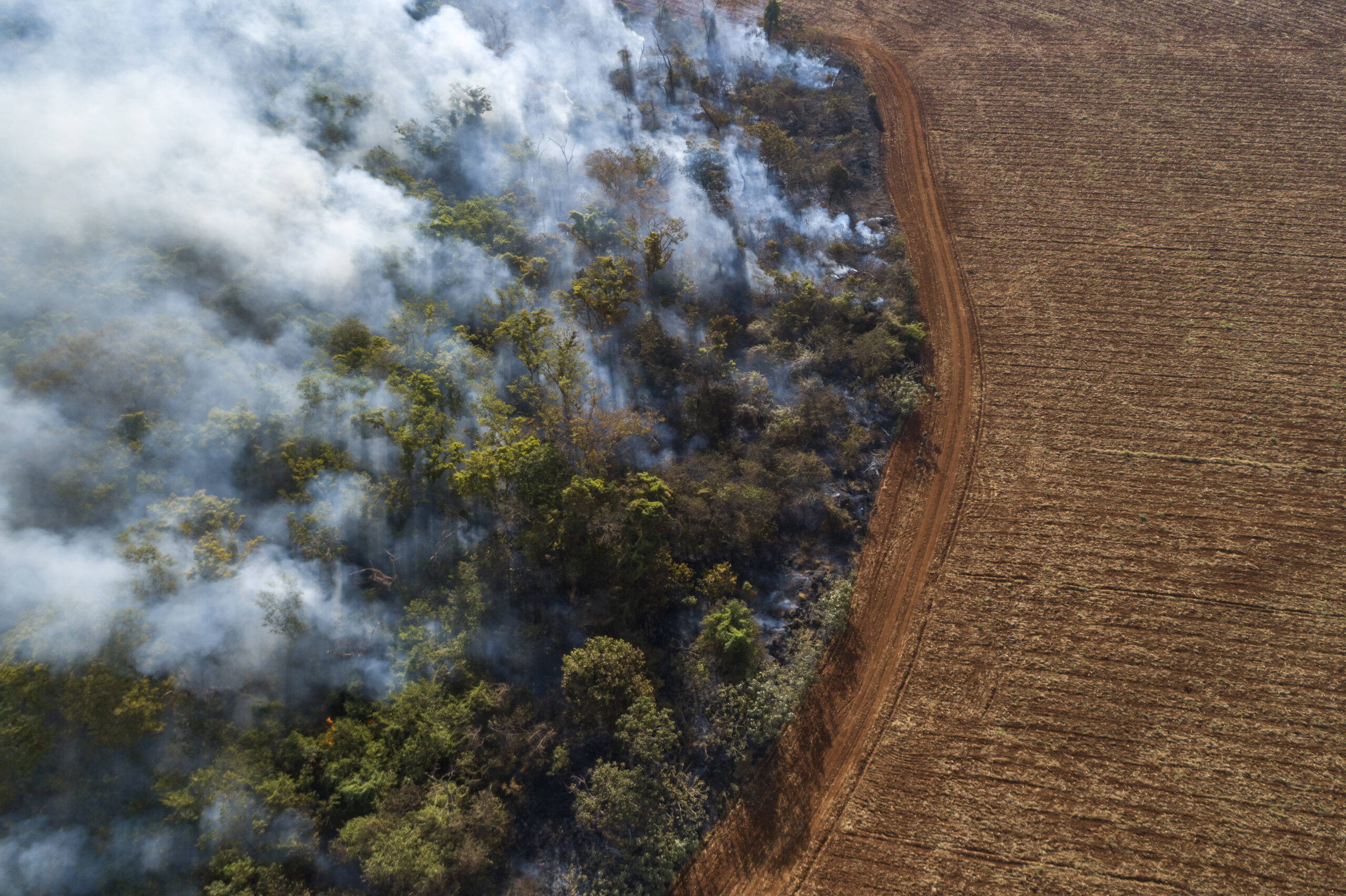 Brésil : le niveau exact de baisse qui a aidé au recul mondial de la déforestation