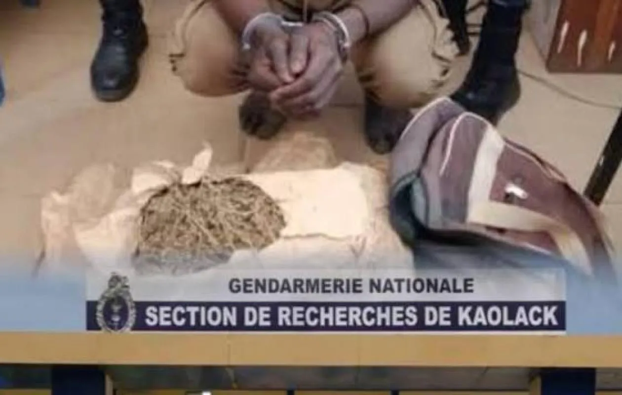Transgambienne : le pays du chef de réseau cité après la saisie de 12 kg de chanvre