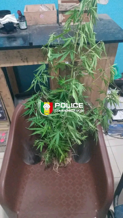 Thiès : un individu arrêté pour culture de cannabis dans son appartement