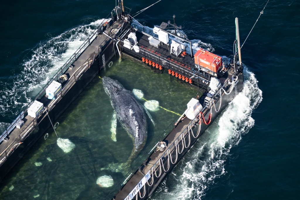 Danemark : le moyen utilisé pour ramener Timmy, la baleine, vers la mer du Nord