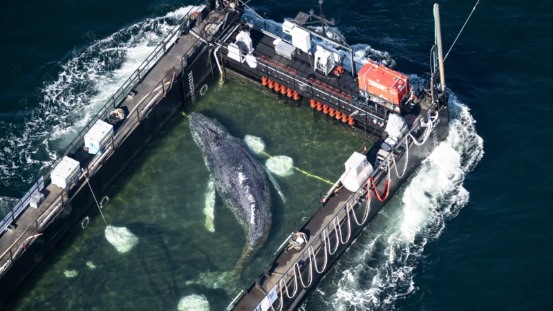 Danemark : le moyen utilisé pour ramener Timmy, la baleine, vers la mer du Nord