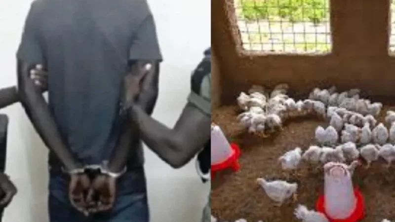 « Je vais retirer l’argent sur Wave » : à Thiès, la commande de poulets vire au tribunal