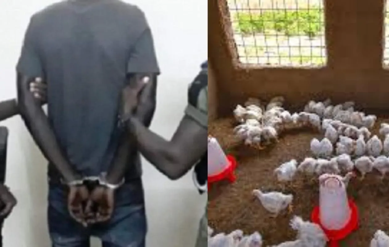 « Je vais retirer l’argent sur Wave » : à Thiès, la commande de poulets vire au tribunal