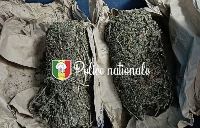Trafic de drogue à Ziguinchor : un sac de charbon mène à l’arrestation de deux suspects