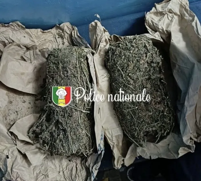 Trafic de drogue à Ziguinchor : un sac de charbon mène à l’arrestation de deux suspects