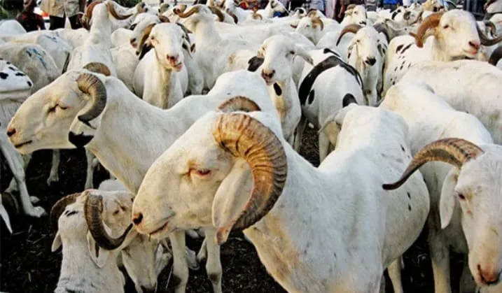 Après 987 306 moutons recensés, le gouvernement cible les blocages de la Tabaski 2026