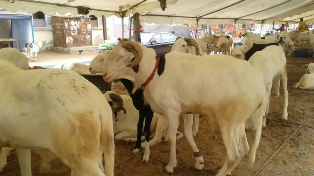 Tabaski 2026 : 28 moutons de race volés par des agresseurs à Ndiassane (Thies)
