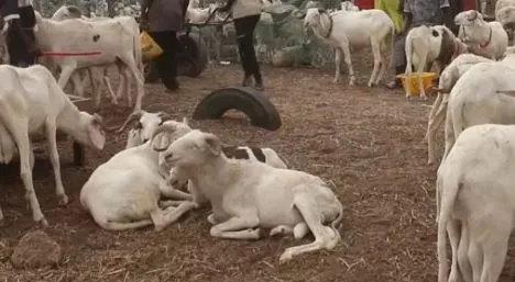 Thiès : il confie ses moutons pour les laver, un jeune ferrailleur en profite pour…