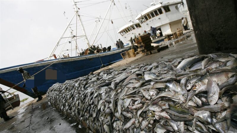 Pêche : le ministère annonce l’attribution de quatre licences de pêche démersale côtière