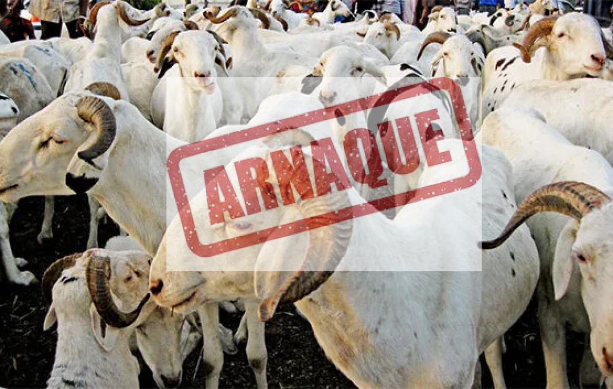 Mouton Tabaski : la Police nationale alerte contre les arnaques en ligne