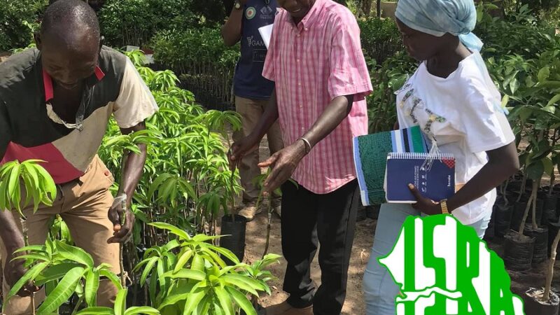 Souveraineté alimentaire au Sénégal : le paradoxe budgétaire qui fragilise l’ISRA et l’ITA
