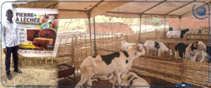 Ourossogui lance sa foire d’élevage avant un défi sur l’aliment bétail