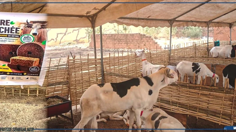 Ourossogui lance sa foire d’élevage avant un défi sur l’aliment bétail