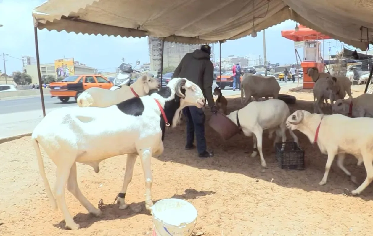 À deux semaines de la Tabaski, les Sénégalais galèrent pour se déplacer